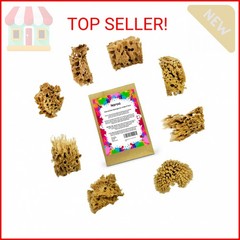 NAROA Artist Natural Sea Sponges for Painting 8 Pack | Unbleached Unique Art Too