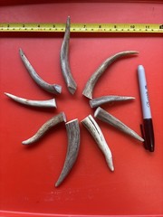 Lot – 0922 Deer Antler Tips, Arts, Crafts, Jewelry, Total Of 9