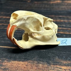 Real XL Nutria Skull Animal Mount unique Halloween Gift Odd Yard Art Decor Craft