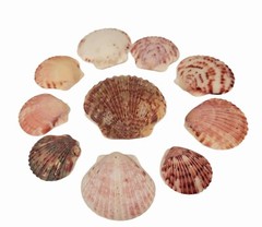 Purple Maroon Gray And Pink Colored Shells 10 Count As Shown Plus Bonus Shells