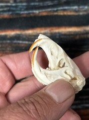 Real XL Pocket Gopher Skull Animal Mount unique Halloween Bone Art Craft Gift
