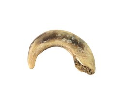 Claw of Unknown Wild Animal or Bird 1″ Curved Found on Ground Oklahoma