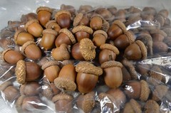 50 Natural Acorns with glued-on caps Acorns Grown & Glued by Hand in Utah, USA