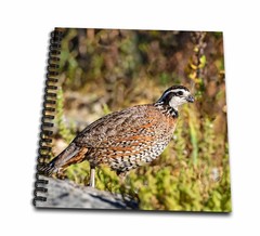 Drawing Book 8 x 8 inch – Northern Bobwhite Quail Foraging on Rocky Ground Fauna