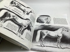 Walter Foster “How To Draw & Paint Textures Of Animals” 1985 Foster Art Book