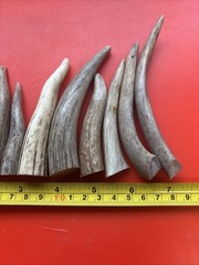 Lot – 0922 Deer Antler Tips, Arts, Crafts, Jewelry, Total Of 9