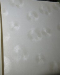 Decorative Short Grain Paper with Feathered Pattern Beautiful 6″ x 12″
