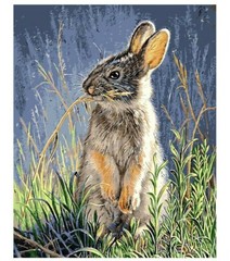 Paint By Numbers Adults kids Rabbit Animals DIY Painting Kit 40x50CM Canvas