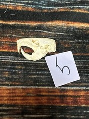 Real XL Pocket Gopher Skull Animal Mount unique Halloween Bone Art Craft Gift