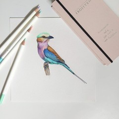 Pencil Color Dictionary Single Color CI-RV8 Lapis Lazuli