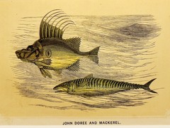 JOHN DOREE AND MACKEREL Antiquarian Chromolithography 1853 Etching