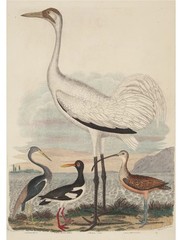 Bird’s By The Sea | A2 Rice Paper for Decoupage | Dixie Belle Paint Co.