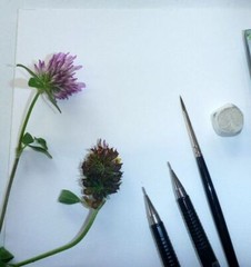 Clairefontaine A4 HERBIER BOTANICAL ART SKETCH BOOK 180gsm With Mousseline Paper