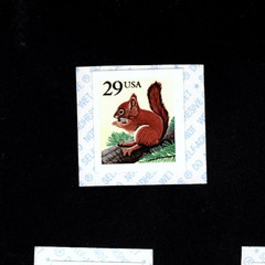 1993-1996 Choice of Regular Issue US MNH Coil Stamp Red Squirrel Rose Peach Pear