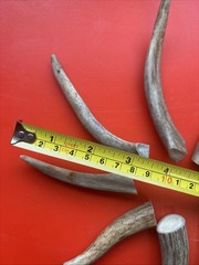Lot – 0922 Deer Antler Tips, Arts, Crafts, Jewelry, Total Of 9