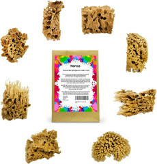 Artist Natural Sea Sponges for Painting 8 Pack | Unbleached Unique Art Tool Set