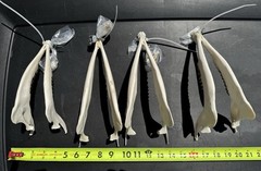 Whitetail Deer Lower Jaw Bones Complete W/ Teeth Craft Art Supply Oddities