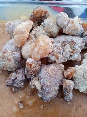 piñon pinon pine sap resin top quality competitive pricing 16OZ for $45