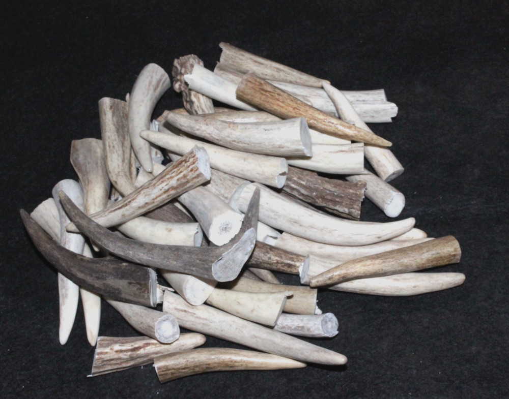Fifty (50) Antler Tips – Deer, Elk and Moose – Grades A/B – 1.5″- 3.5″ $ .70 ea