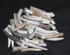 Fifty (50) Antler Tips – Deer, Elk and Moose – Grades A/B – 1.5″- 3.5″ $ .70 ea
