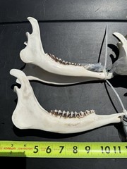 Whitetail Deer Lower Jaw Bones Complete W/ Teeth Craft Art Supply Oddities