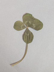Real Four Leaf Clovers Set of 4 Natural Lucky USA Grown