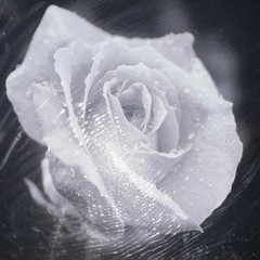 Black & White Rose Photograph on Canvas 12×16 Landscape
