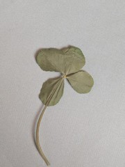 Real Four Leaf Clovers Set of 4 Natural Lucky USA Grown