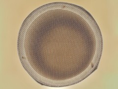 Bamboo Sieve: Fine For Traditional Japanese Kintsugi
