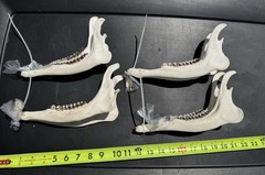 Whitetail Deer Lower Jaw Bones Complete W/ Teeth Craft Art Supply Oddities
