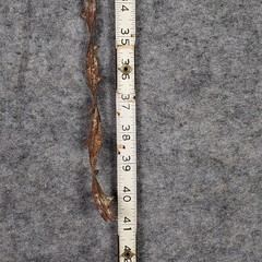 Allis Barbed Wire Texas Rusty Cowboy Western Decor Craft Metal 3′ Length