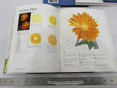 (8) Craft Books – Glass Painting, Pen/Ink Watercolor, Stencil, Flowers, Birds
