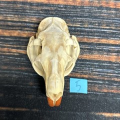 Real XL Nutria Skull Animal Mount unique Halloween Gift Odd Yard Art Decor Craft