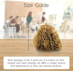 NAROA Natural Artist Sea Sponges for Painting 2 Pack | Large Art Tools for Decor